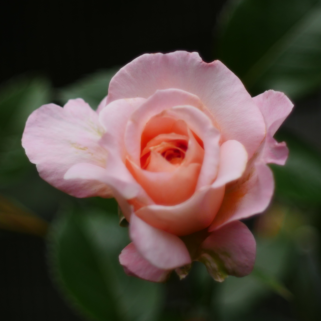 薔薇