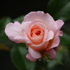 薔薇