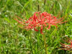 曼珠沙華