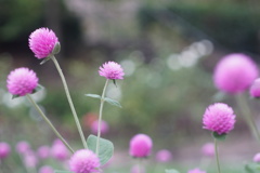 於大公園