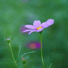 秋桜