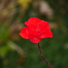 薔薇