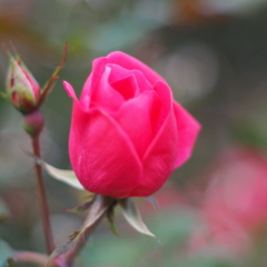 薔薇