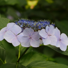紫陽花