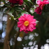 山茶花