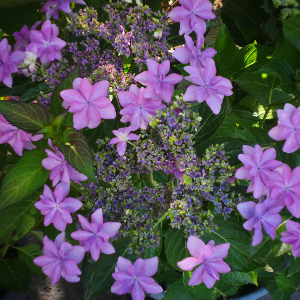 花かつみ園