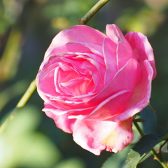 薔薇