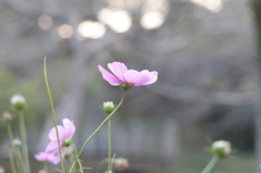 秋桜