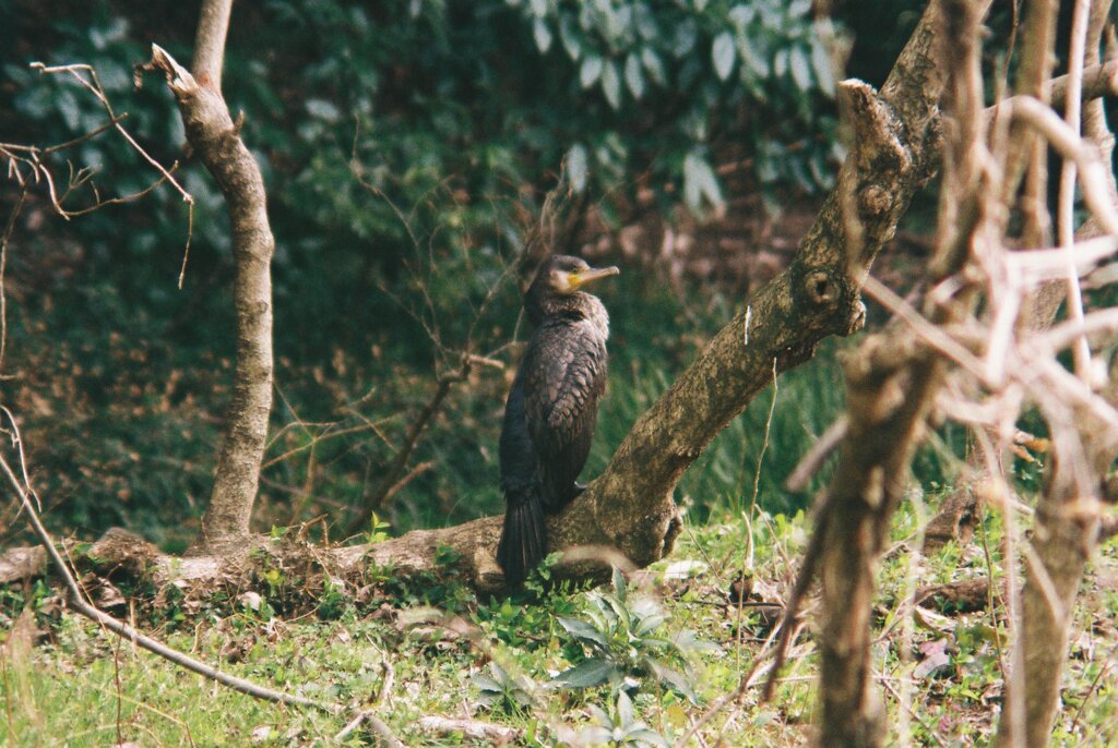 カワウ