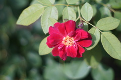 於大公園
