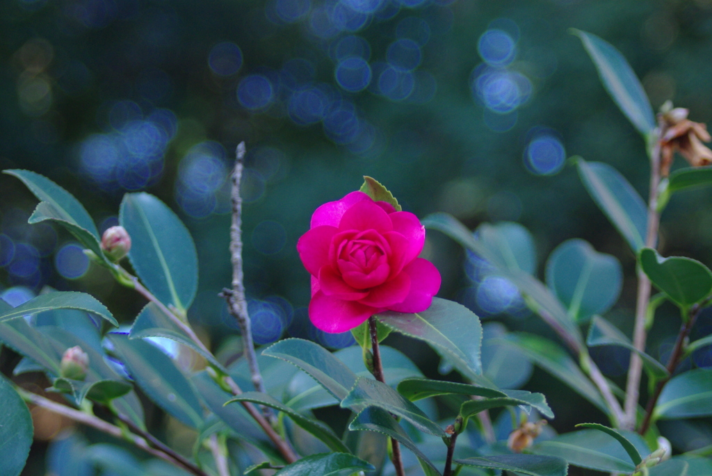花