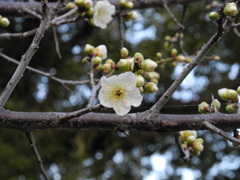 上ノ山公園