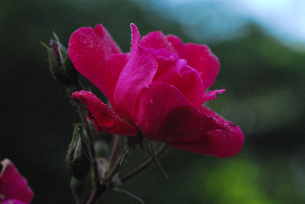 薔薇
