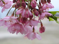 河津桜