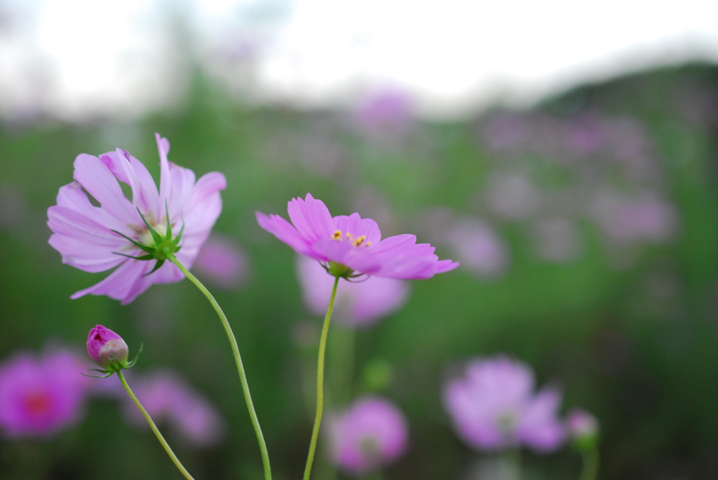 秋桜