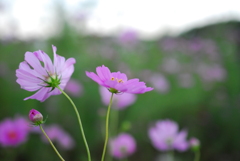 秋桜
