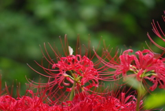 彼岸花