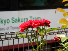 薔薇と都電荒川線