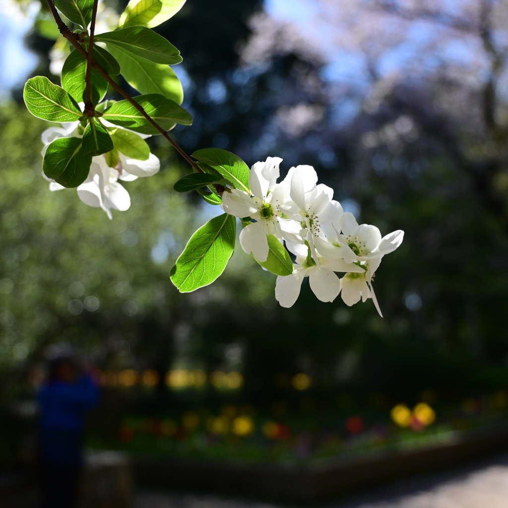 ふれあいの森