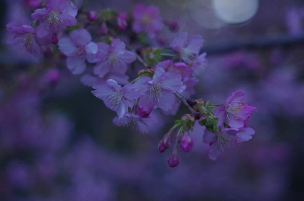 河津桜