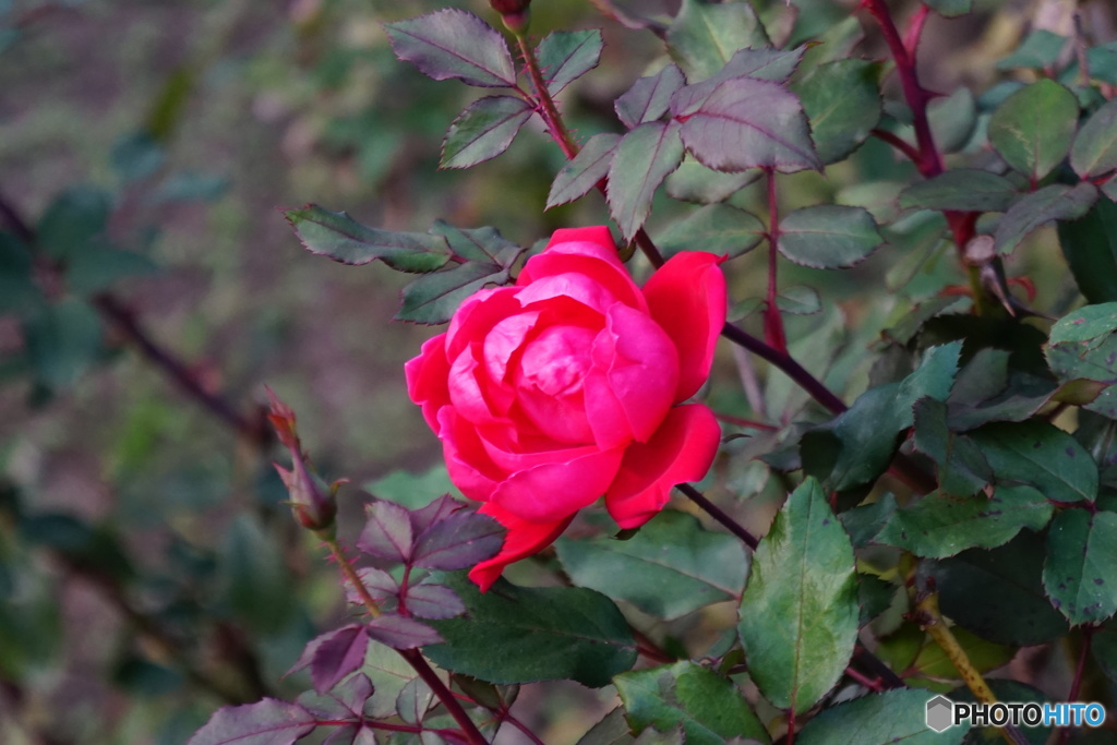 薔薇