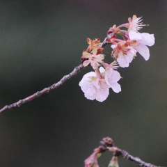 雁宿公園