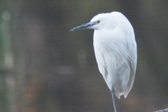 水鳥