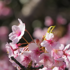 河津桜