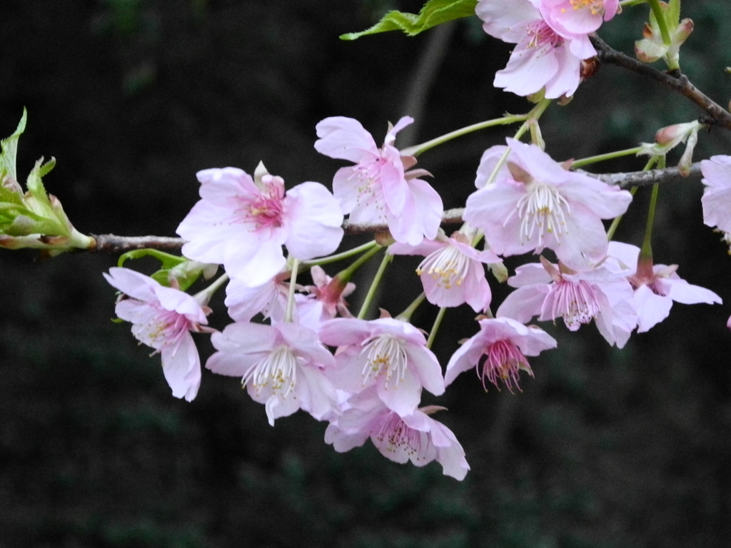 ふれあいの森