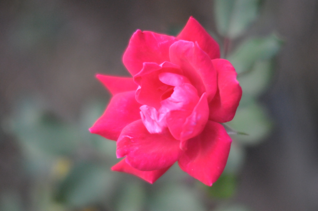 薔薇