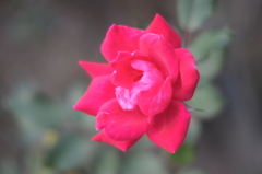 薔薇