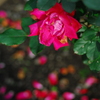 薔薇