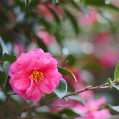 山茶花