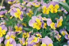 つきみ野遊歩道