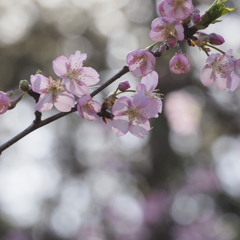 河津桜