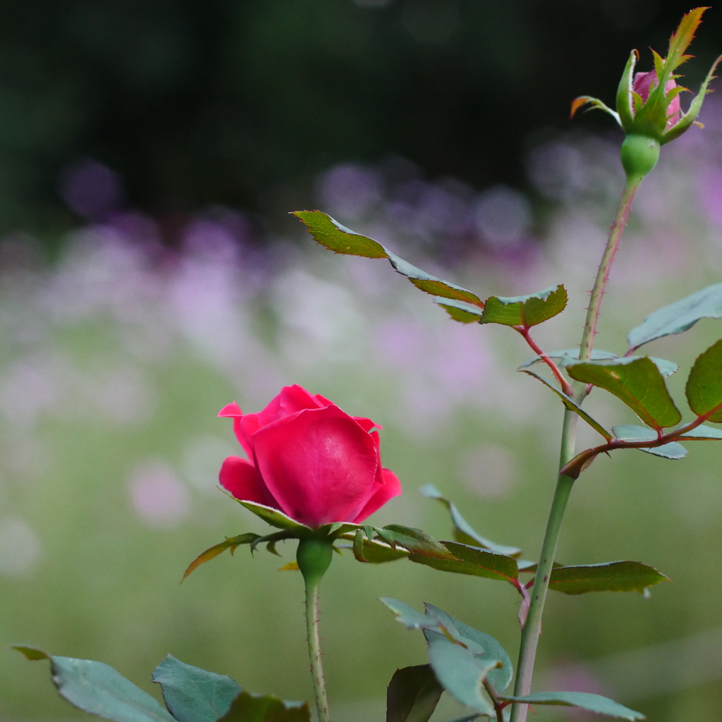 薔薇