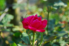 薔薇
