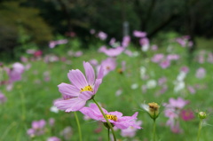 秋桜