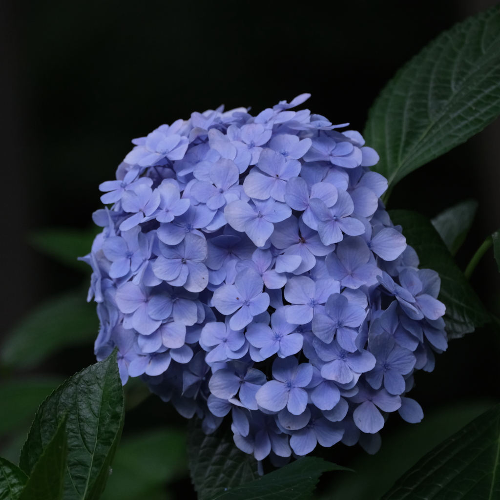 紫陽花