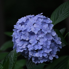 紫陽花