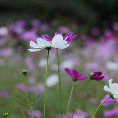 秋桜