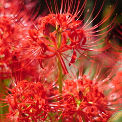 曼珠沙華