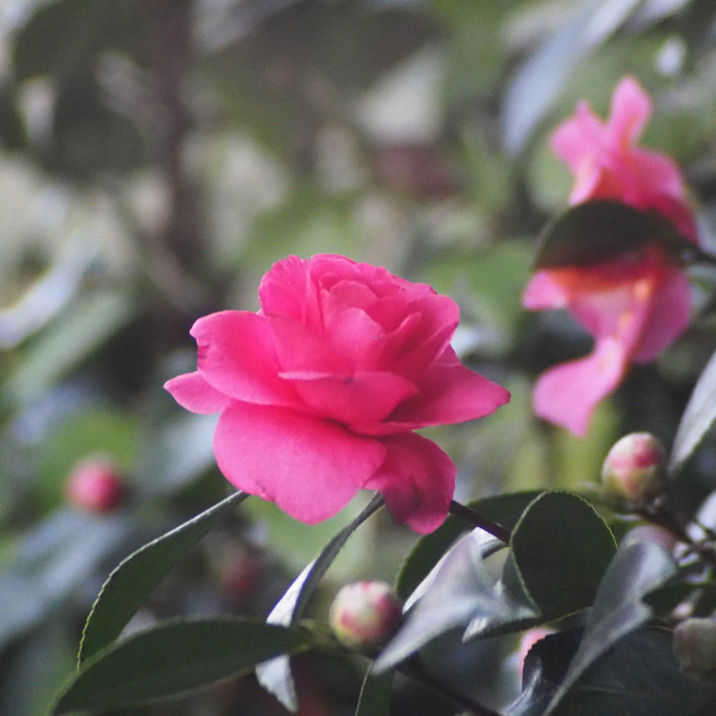 山茶花