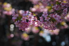 聖崎公園
