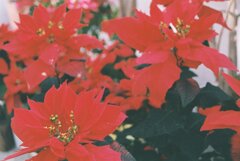 相模原公園 相模原公園