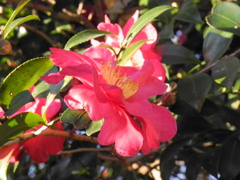 山茶花