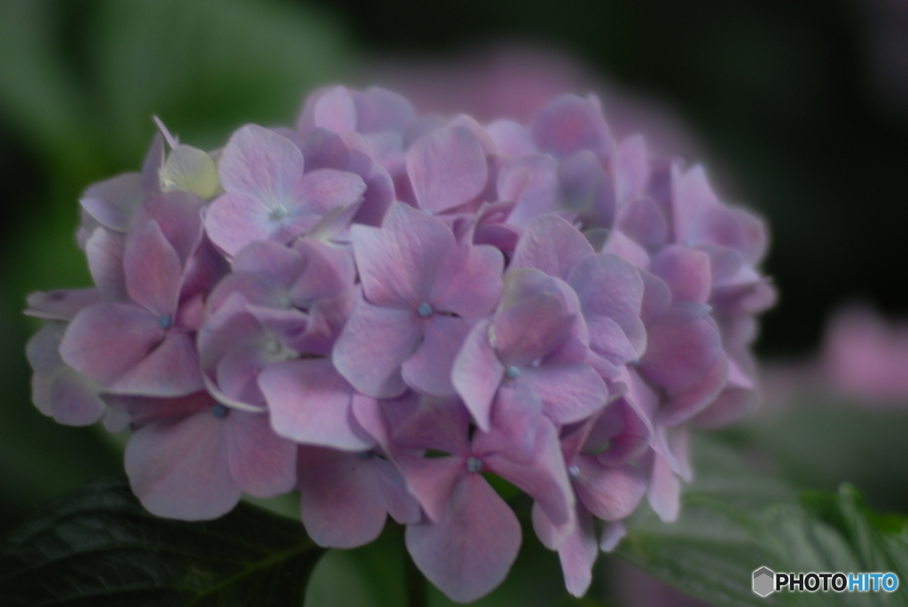 紫陽花
