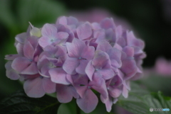 紫陽花