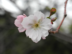 雁宿公園