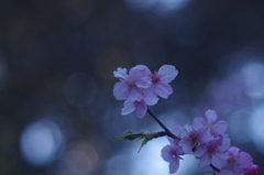 河津桜